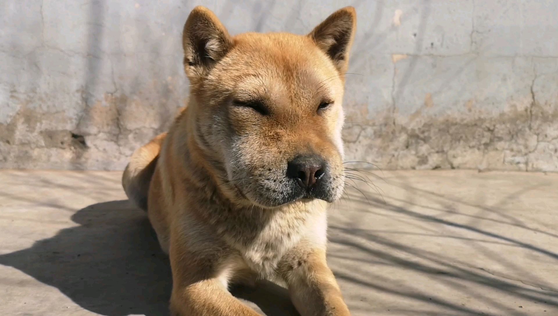 猛犬嗅蜂结局,哈哈!!!